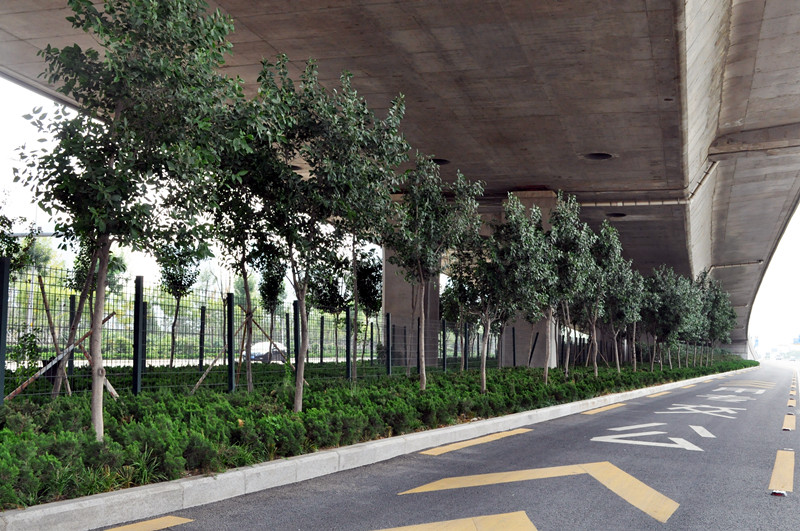 濟南市二環(huán)西路地面道路及環(huán)境建設(shè)工程綠化工程施工五標(biāo)段